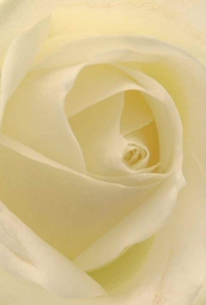 Viewed close up, this classic white rose crafted by Orpington's expert florists exudes tranquil beauty and understated grace-a vision of serenity reminiscent of calm mornings at Priory Gardens. The petals are layered in soft spirals, their textures alternating between creamy satin and a gentle matte, each edge just tinged with the palest blush of ivory. Light glows through the bloom, revealing subtle gradients from warm cream in the centre to nearly translucent edges, and tiny, intricate veins that celebrate nature's precision. In the hands of Flowers Orpington, such a rose is a fitting accompaniment for sincere apologies, romantic gestures, or elegant table centrepieces at local weddings. The bloom's unfurling core suggests purity and resilience, a symbol of quiet strength especially cherished during life's more contemplative moments. Imagine its barely-there scent-clean, soft, and reassuring-hovering in the air, as timeless as the traditions of the Orpington community. The seamless play of shadow and light within each petal highlights the proficiency of a true florist, transforming a single rose into an eloquent message that transcends words-be it sympathy, admiration, or simply gratitude for shared moments.